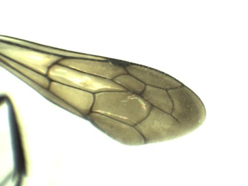 Réf. 333 666 : Auplopus sp.
